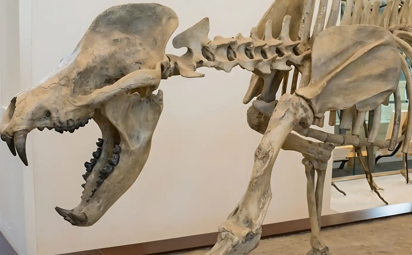 Nova espécie de cão-urso é identificada na Espanha após 16 milhões de anos enterrada em fósseis